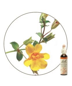 Mimulus (n°20), 20 ml